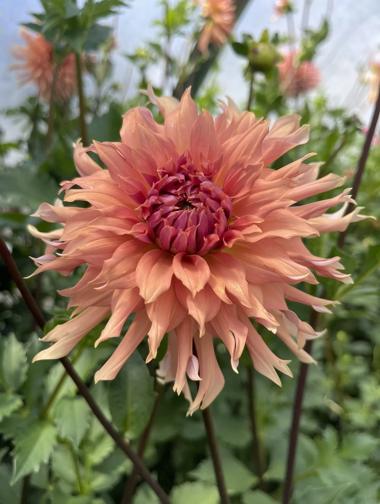 Dahlia 'Terracotta' — Laurel Canyon Farm